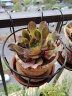 轩林美 多肉植物 贵货肉肉盆栽绿植花卉 玫瑰法师(4-6cm) 实拍图