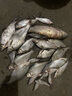 連球新款釣箱H30隱藏式高靠背多功能主線盒漂盒工具盒36升四升降腳 黑白色雙炮臺(tái)配 曬單實(shí)拍圖