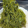 鞭炮筍涼拌菜長(zhǎng)壽菜馬尾藻火鍋食材海麻辣燙炮仗筍海草邊炮筍散裝 【4袋】鞭炮筍共1000克 曬單實(shí)拍圖