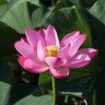 佳能高品質(zhì)二手 5D4 單機 5D2 5D3 5d4 5d3 5d2 套機 專(zhuān)業(yè)全畫(huà)幅 單反相機 佳能5D4單機 準新機 曬單實(shí)拍圖