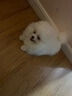 京狼圖騰雙血統(tǒng)純種博美幼犬寵物狗狗博美犬活體小型犬茶杯犬活體長不大 血統(tǒng)級(jí) 2 曬單實(shí)拍圖