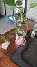 祺典飄枝六月雪盆景植物室內(nèi)桌面茶幾好養(yǎng)凈化空氣盆栽辦公室花卉綠植 精品六月雪簡裝【不含盆】 曬單實拍圖
