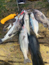 狼王路亞竿M調(diào)碳素魚竿直柄槍柄套餐超硬快調(diào)輕打黑竿水滴輪fuji配件翹嘴釣魚竿馬口竿岸拋桿 1.98米M調(diào)槍柄單桿【只有竿】 曬單實拍圖