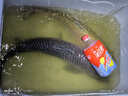 科邁雷輕量帶秤控魚器控魚鉗多功能夾魚取魚路亞裝備加失手繩 黃色 曬單實(shí)拍圖