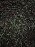 綠中城四季牧草種子黑麥草種籽玉米草甜高粱紫苜蓿豬牛羊兔魚(yú)草種籽 菊苣凈子一斤 一斤 曬單實(shí)拍圖
