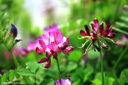 譽(yù)滿園紫云英種子綠肥種子紫云英草種籽養(yǎng)蜂蜜源紅花草籽紅花草種子果園 進(jìn)口紫云英種子原包裝50斤 曬單實(shí)拍圖