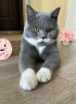 伟嘉幼猫猫粮1.2kg吞拿鱼味布偶蓝猫橘猫加菲英短猫咪全价粮 实拍图