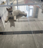 京狼圖騰雙血統(tǒng)賽級哈士奇幼犬中型犬西伯利亞雪橇犬幼犬狗狗活體寵物狗 賽級 2 曬單實拍圖