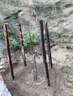 龍眼苗石硤儲良四季龍眼南方種植嫁接苗桂圓苗地栽庭院種植帶土 四季龍眼 2年嫁接苗 曬單實(shí)拍圖