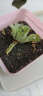 亿昂多肉植物/肉肉植物组合盆栽绿植花卉肉肉室内阳台 山地玫瑰+彩色盆+土 含盆 实拍图