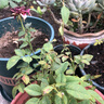 歐悟玫瑰花苗特大花帶花苞花卉綠植物盆栽月季薔薇室內外庭院陽(yáng)臺四季 紅玫瑰【多分枝加侖盆栽好】 帶盆栽好 曬單實(shí)拍圖