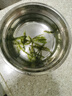 海葡萄 鹽漬海葡萄100g新鮮活即食長(zhǎng)壽菜海藻菜海菜壽司魚子醬 100g*6包海葡萄 配蘸料 曬單實(shí)拍圖