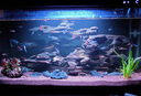 貝意品魚(yú)缸除藻劑去苔劑凈青苔清除劑褐藻去除神器綠水綠藻絲藻克星專(zhuān)用 曬單實(shí)拍圖