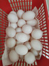 首菜首家鴿子蛋現撿新鮮鴿子蛋30枚雜糧喂養農家特產(chǎn)白鴿蛋信鴿蛋土鴿蛋 現撿鴿子蛋20枚 曬單實(shí)拍圖