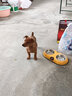 咯咪純種小鹿犬幼犬狗狗活體寵物狗幼崽小狗仔活物小型犬小奶狗小鹿犬 公 曬單實(shí)拍圖