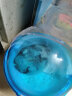 布卡星仓鼠星河浴沙2.5kg洗澡沙祛味沐浴盐浴室盆小仓鼠用品 实拍图