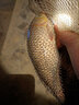 漁藝全能腥和全能香魚(yú)餌料大鯽鯉魚(yú)草鳊翹嘴野釣水庫釣魚(yú)打窩料池塘 全能腥2+全能香2【共4包裝】 曬單實(shí)拍圖