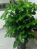 墨寶幸福樹綠寶樹盆栽四季綠植室內(nèi)植物 分叉多頭50到60厘米 不含盆 曬單實(shí)拍圖