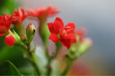 佳能（Canon）新百微鏡頭EF 100mm f/2.8L IS USM微距鏡頭 口腔牙科專用 全畫幅單反相機(jī)定焦鏡頭 新百威搭配佳能原廠UV鏡套裝 曬單實拍圖