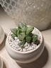 墨一玉露多肉植物帶盆栽好藍鏡玉露辦公室桌面盆栽植物花卉教師節禮物 冰城壽（9cm大顆） 帶盆栽好 曬單實(shí)拍圖