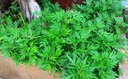 旺浦商貿(mào)艾葉靳艾草種子野生香艾草苗食用青團(tuán)大葉艾蒿青蒿種籽四季驅(qū)蚊草 藥用艾草種子2萬(wàn)粒+肥料1包 曬單實(shí)拍圖