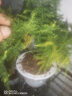 花卉植物室内花办公桌面净化空气水培小绿植好养易活驱蚊盆栽 【32%人购买】万重山+文竹+富贵竹 带盆栽好 实拍图