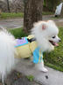MIKI PAD狗狗衣服小型犬透氣春秋款薄款T恤泰迪比熊雪納瑞貓衣服可牽引 撞色T恤【帶牽引環(huán)】 M胸圍42cm（參考體重5-8斤） 曬單實(shí)拍圖