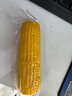 谷田記谷田記黃糯玉米10支 黃玉米280g×10支2800g 曬單實(shí)拍圖