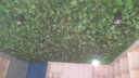 八千城仿真綠植藤條葡萄葉水管道裝飾塑料假花葡萄藤蔓物葉子吊頂裝飾 66葉立體葡萄葉（2條裝） 曬單實拍圖