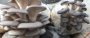 禹知蔬蘑菇种植包平菇菌包家庭种香菇菌种菌菇种子椴木棒可食用菌种包 灰平菇种植大菌包2个约4斤 实拍图
