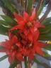 天麥勛鴻運當頭盆栽帶花小紅星辦公室開(kāi)紅花好養花卉紅掌鳳梨吸甲醛綠植 鴻運當頭60-70cm高3棵 曬單實(shí)拍圖