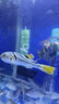 懸浮石魚缸石頭造景裝飾水族草缸水景真水草莫斯天然浮石魚缸擺件 6-9cm懸浮石5個(gè)(粘好莫斯) 曬單實(shí)拍圖