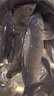 千代云禾日本短節便攜溪流竿超輕超硬28偏19調釣魚(yú)竿休閑野釣鯉鯽手桿 5.4m +前兩節+免費配節 曬單實(shí)拍圖