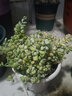 壹分皿達摩福娘多肉植物辦公室內新手肉肉植物花卉綠植盆載星辰園藝 散群（150） 曬單實(shí)拍圖