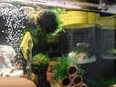 速倍妥必定清魚藥水族藥劑魚藥魚爛尾爛肉水族內(nèi)外寄生蟲驅(qū)蟲藥蟲必克 SS4/50ML 曬單實(shí)拍圖
