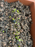 壽禾 四九菜心種子廣東甜菜心紅菜苔白洪山菜薹綠菜芯春冬秋季蔬菜籽 廣東四九菜心種子 25g加量款 曬單實拍圖