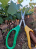 青意萱 葡萄修果剪刀汪吾銓2108葡萄剪 翹頭疏果 園藝 盆栽果枝剪刀 汪吾銓2108葡萄剪 曬單實(shí)拍圖