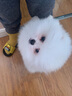 京狼圖騰雙血統(tǒng)純種博美幼犬寵物狗狗博美犬活體小型犬茶杯犬活體長不大 血統(tǒng)級(jí) 2 曬單實(shí)拍圖