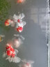 馬印神燈龍魚燈專用魚缸燈增艷led燈照明潛水燈防水雙模式水草 馬印增艷神燈Plus92CM日月光雙模式 曬單實(shí)拍圖
