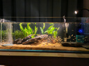 魚(yú)缸水草植物真草造景套餐蜈蚣陰性增氧趴地矮珍珠活懶人水榕沉木 大葉綠九冠2棵（送水草沉底杯） 曬單實(shí)拍圖