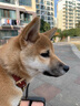 KAMPET狗狗項圈刻字大型犬中型小型犬大狗小狗圈狗脖套牽引繩狗繩真牛皮 紅色項圈+1.5cm*1.6米牽引繩 S 曬單實拍圖