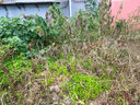 草銨膦銨鹽果園茶地園地精草胺膦除草劑爛根草安磷殺草劑除草藥 1kg 曬單實(shí)拍圖