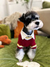 ISPET寵物衣服秋冬裝毛衣泰迪比熊小型犬柴犬西高地長毛領開衫毛衣 藍色 L 建議體重10-16斤 曬單實拍圖