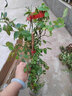 清韻伊人 月季花苗爬藤薔薇月季花樹(shù)陽(yáng)臺盆栽花卉庭院爬墻植物四季開(kāi)花 蒂娜 中苗90-100厘米高 曬單實(shí)拍圖