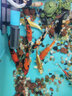 古介日本進口純種大日阪井錦鯉桃太郎觀賞魚精品好運錦鯉魚冷水魚錦鯉 丹頂三色一條（進口帶證書） 15-20厘米 曬單實拍圖