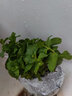 慎思苑薄荷盆栽可食用水培檸檬薄荷苗迷迭香可食用薄荷室內(nèi)綠植土培植物 薄荷2盆（原盆原土） 曬單實(shí)拍圖