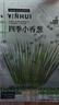 蔬菜種子套裝大全山東壽光菜籽大全各種菜種籽 【輝】農(nóng)家小香蔥種子約1050粒 曬單實(shí)拍圖
