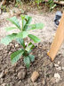 蛋黃果苗 正宗雞蛋果樹(shù)苗名貴仙桃水果樹(shù)苗盆栽地栽帶土帶葉發(fā)貨 蛋黃果原生苗 2年苗 曬單實(shí)拍圖