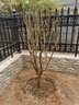 磊運石榴樹(shù)樹(shù)苗特大突尼斯軟籽石榴帶土地栽盆栽庭院果樹(shù)無(wú)籽石榴樹(shù)苗 7公分粗石榴樹(shù)【當年結果】 70cm(含)-79cm(含) 曬單實(shí)拍圖