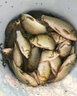 海龍王漂桶浮漂桶加厚加長抗壓魚漂收納透明可調(diào)大號漂盒釣魚漁具 單層 折疊浮漂桶 藍(lán)色 60cm 曬單實(shí)拍圖